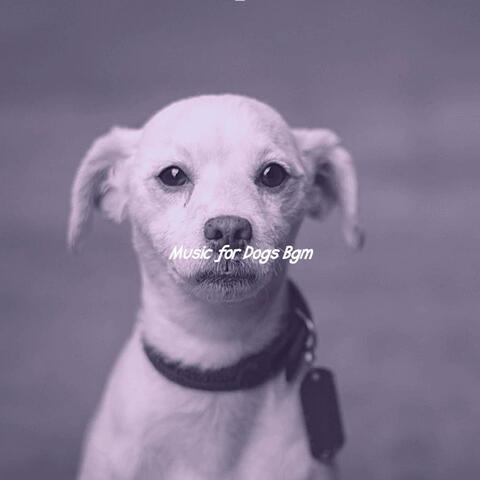 Number One Easy Listening Acoustic Guitar - Bgm for Walking the Dog