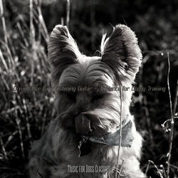 Delightful Ambiance for Doggy Training