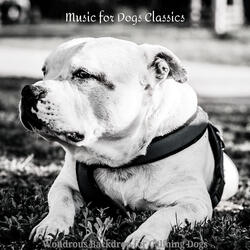 Mysterious Moods for Calming Dogs
