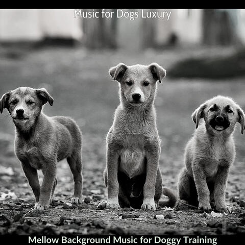 Mellow Background Music for Doggy Training