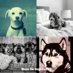 Sensational Music for Echos