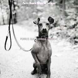 Discreto (Perros de Adiestramiento)