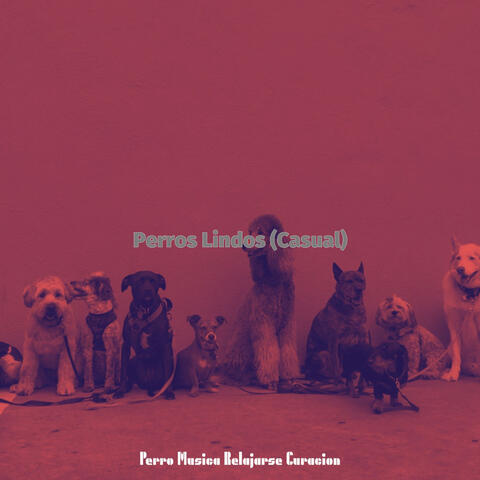 Perros Lindos (Casual)