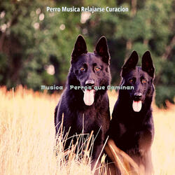 Sentimientos (Perros Durmiendo)