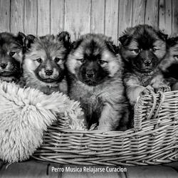 Cuidando (Perros Lindos)