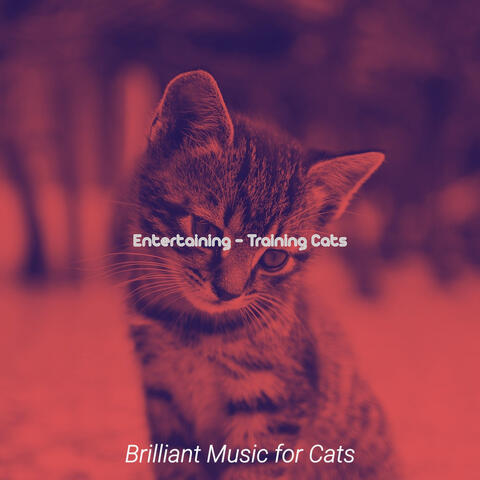 Entertaining - Training Cats