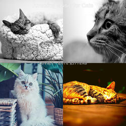 Ambience (Cute Kittens)