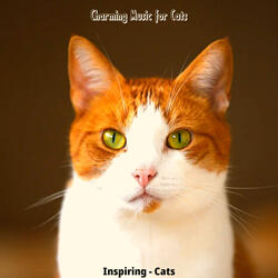 Training Cats - Dreams