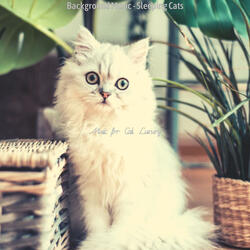 Ambience (Training Cats)