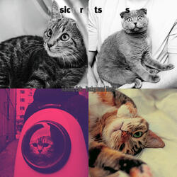 Nurturing (Cute Kittens)