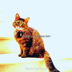 Caring (Relaxing Cats)