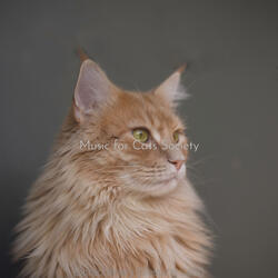 Dreams - Sleeping Cats