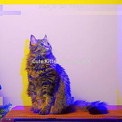 Playful (Cats)