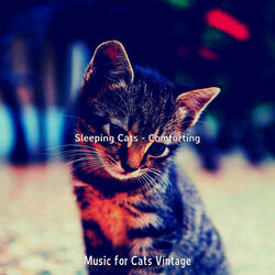 Cuddly (Training Cats)