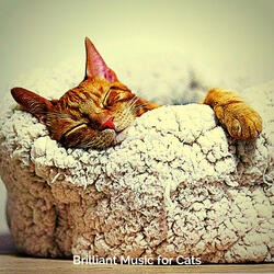 Cuddly (Relaxing Cats)