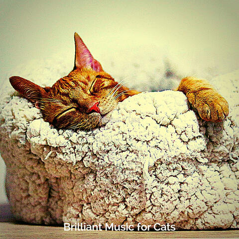 Fabulous - Cats