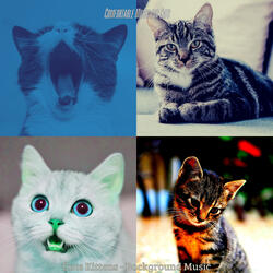 Paradise Like (Training Cats)