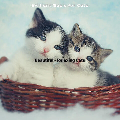 Beautiful - Relaxing Cats