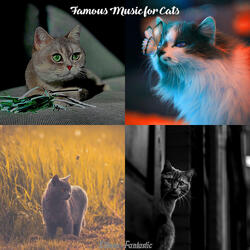 Energetic (Training Cats)