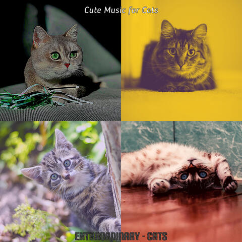 Extraordinary - Cats