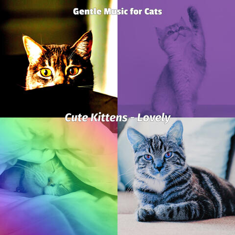 Cute Kittens - Lovely