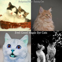 Playful (Training Cats)