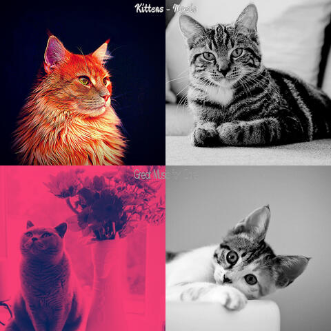 Kittens - Music