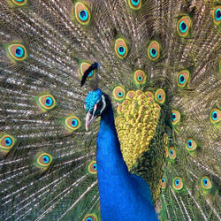 Passengers Sitting Next to You