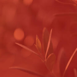 Lonely Music for Relaxing Mornings