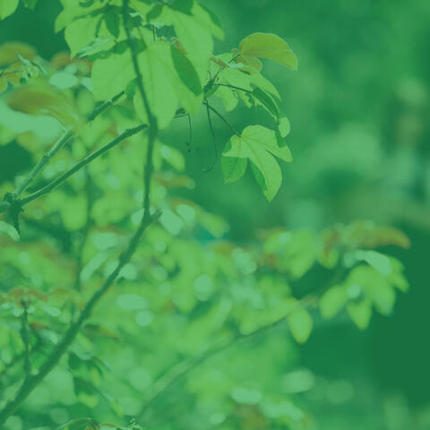 Hypnotic Background for Relaxing Mornings