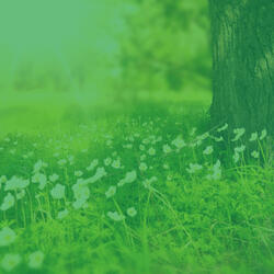 Magical Moods for Mental Health