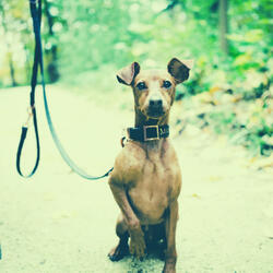 Terrific Backdrops for Quiet Dogs