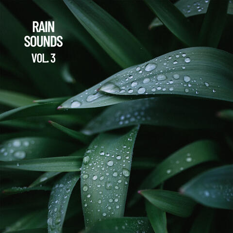Rain Sounds Vol. 3, The Rain Library