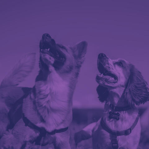 Stressed Dogs - Easy