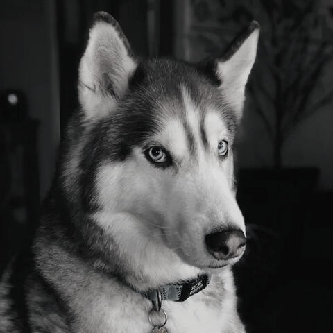 Puppies (Wonderful)