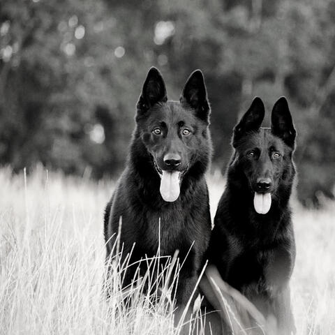 Nice (Resting Puppies)
