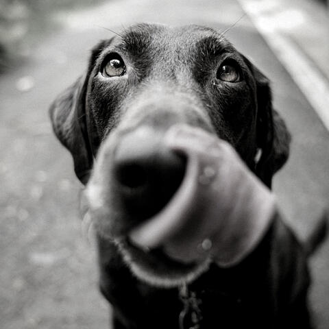 Stressed Dogs - Background Music