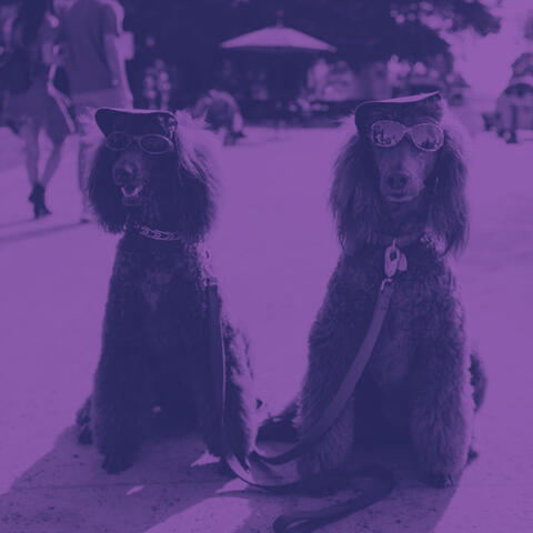 Laid-back - Calming Your Dog