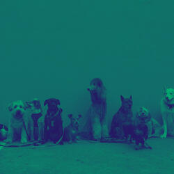 Puppies (Dreams)