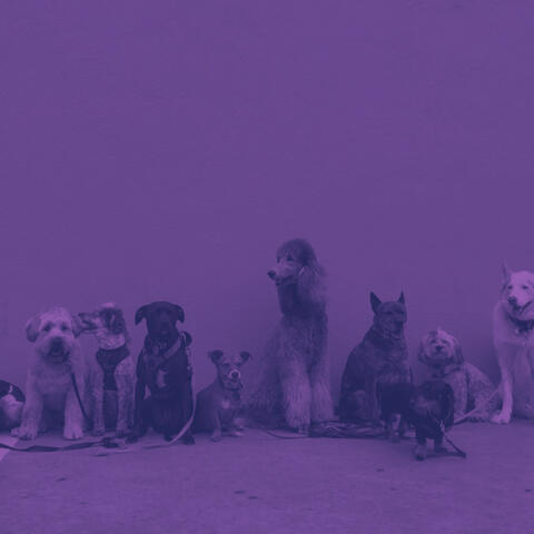 Puppies - Energetic