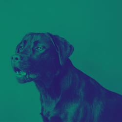 Awesome (Calming Your Dog)