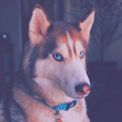 Background Music (Dog Anxiety)