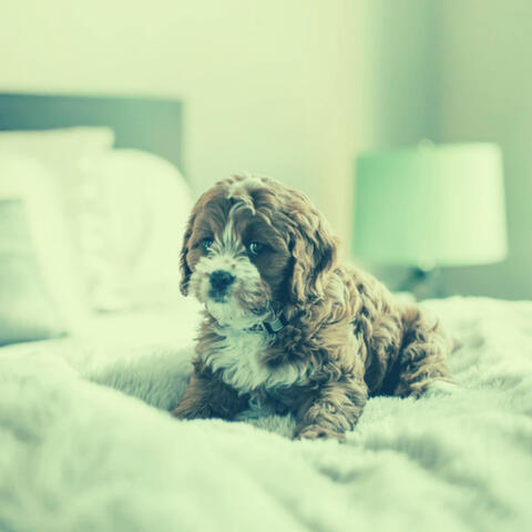 Background Music (Stressed Dogs)