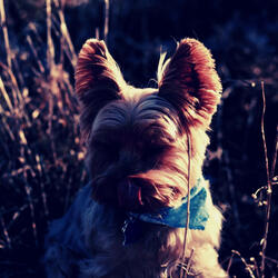 Serene (Separation Anxiety)