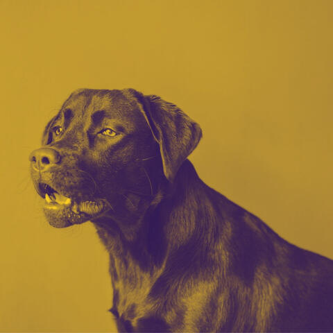 Stressed Dogs - Cuddly