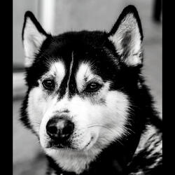 Beautiful (Calming Your Dog)