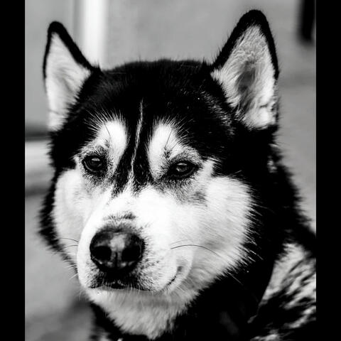 Dog Anxiety (Beautiful)
