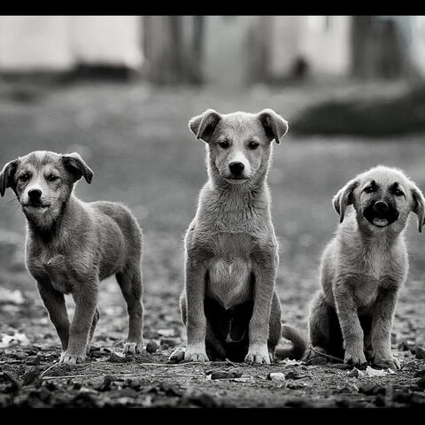 Resting Puppies - Background Music