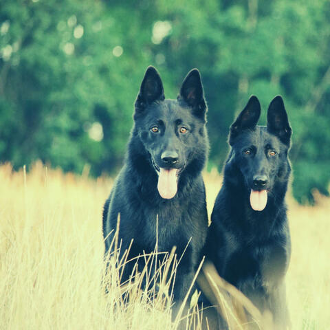 Comforting - Calming Your Dog