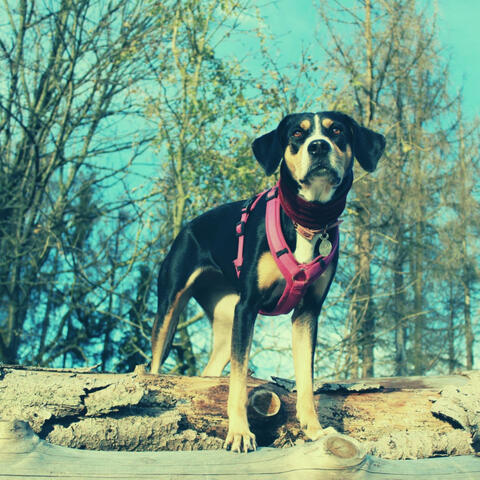 Background Music - Puppies